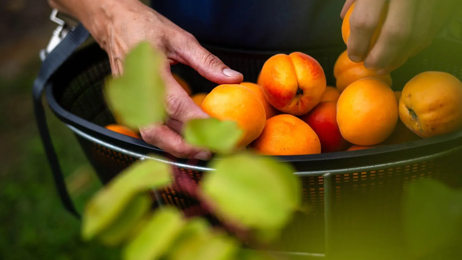 Reiche Ernte: Wer geerntetes einfriert, bewahrt den Geschmack und die Nährstoffe des Sommers für die kalte Jahreszeit. (Foto: Sina Schuldt/dpa/dpa-tmn)