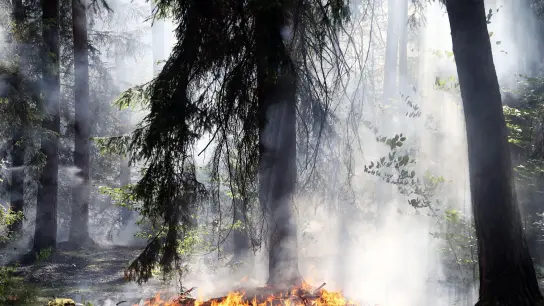 Ein Waldstück westlich von Aschaffenburg (Bayern) ist in Brand geraten. (Foto: Ralf Hettler/dpa)