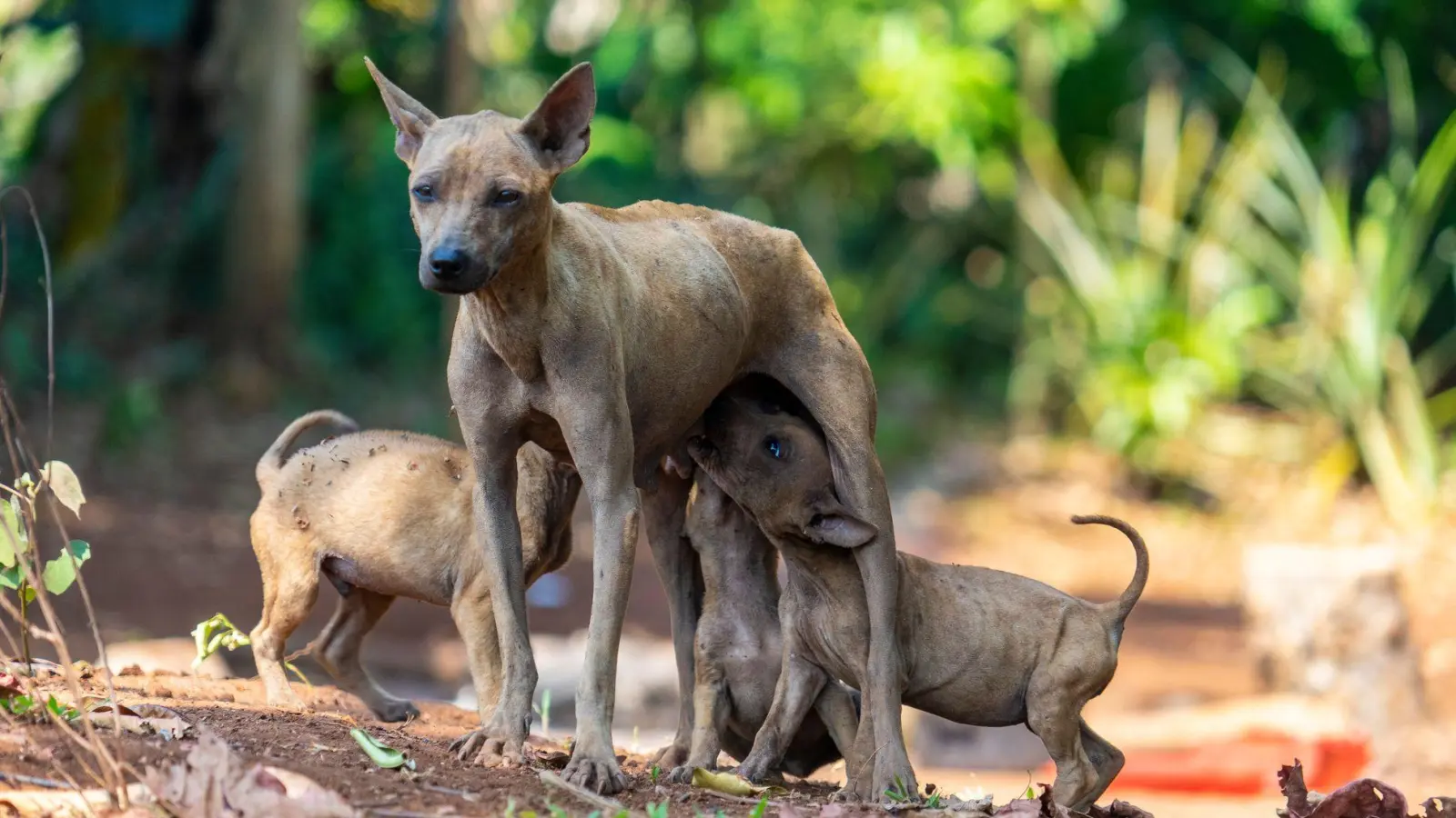 Tollwut wird fast ausschließlich über Kratzer oder Bisse von infizierten Hunden auf Menschen übertragen. (Foto: Robert Günther/dpa-tmn)