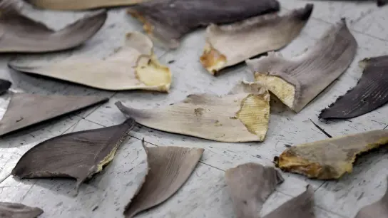 Beschlagnahmte Haifischflossen in Doral im US-Bundesstaat Florida. (Foto: Wilfredo Lee/AP/dpa)