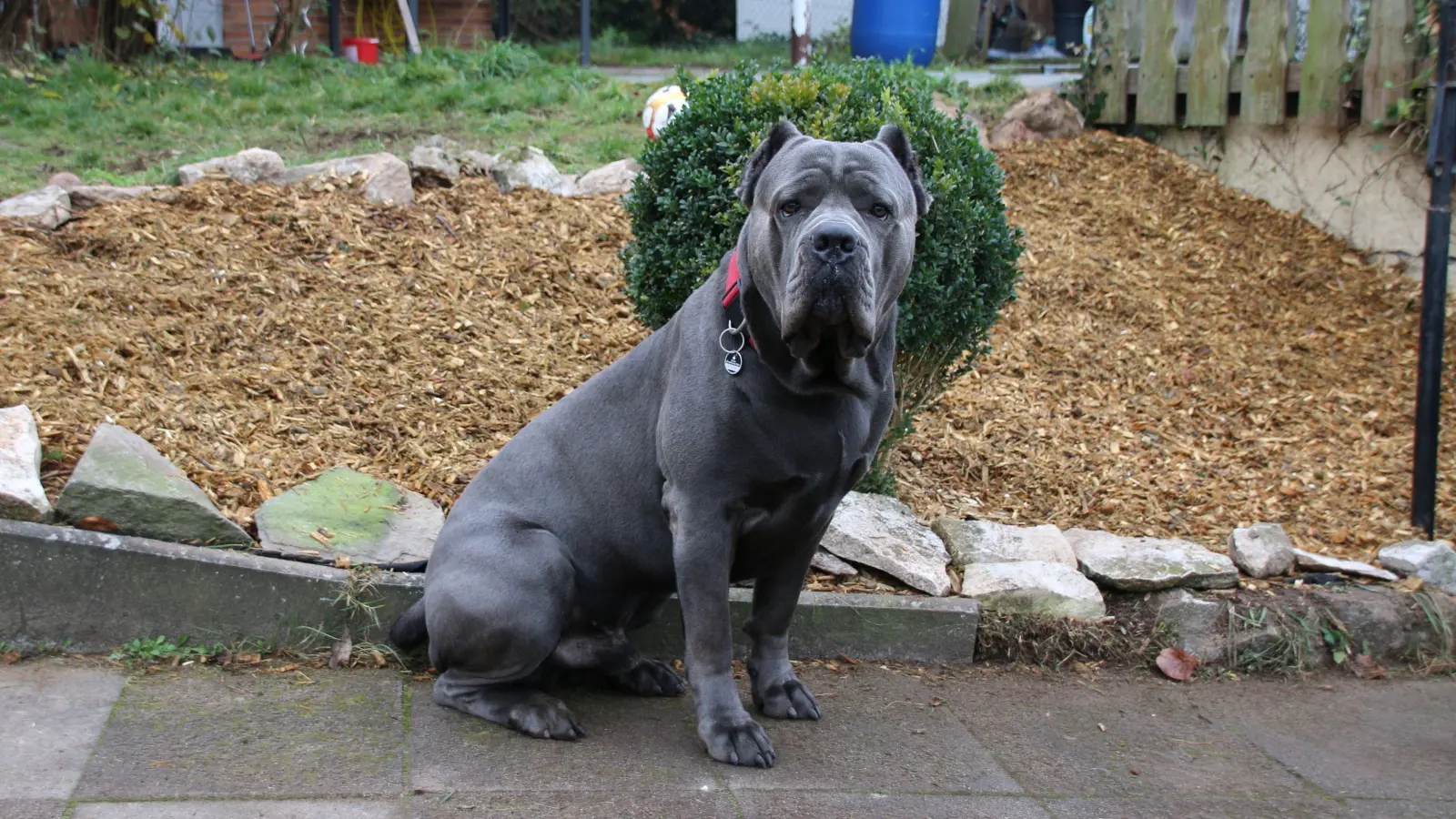 Um einen Hund wie diesen der Rasse Cane Corso ging es vor dem Verwaltungsgericht Ansbach. Das Tier auf dem Foto hat mit dem Fall jedoch nichts zu tun. (Symbolfoto: Stefan Neidl)