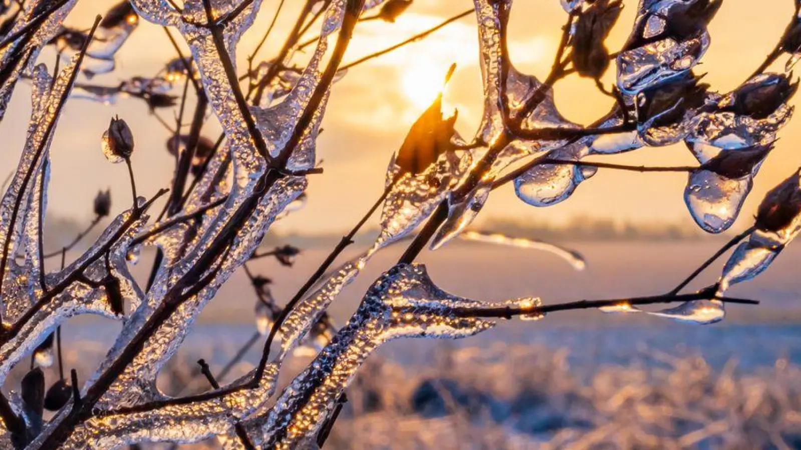 Von einer feinen Eisschicht überzogen, glitzern Pflanzen im warmen Gegenlicht des Sonnenuntergangs in Brandenburg. (Foto: Patrick Pleul/dpa)