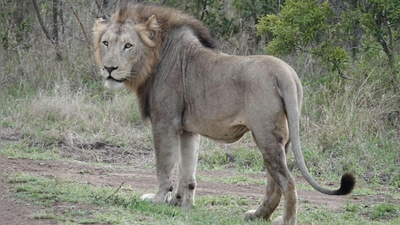 Im ostafrikanischen Tansania sowie in anderen Ländern Afrikas kommt es immer wieder zu Konflikten zwischen Wildtieren und Menschen. (Archivbild) (Foto: Kristin Palitza/dpa)