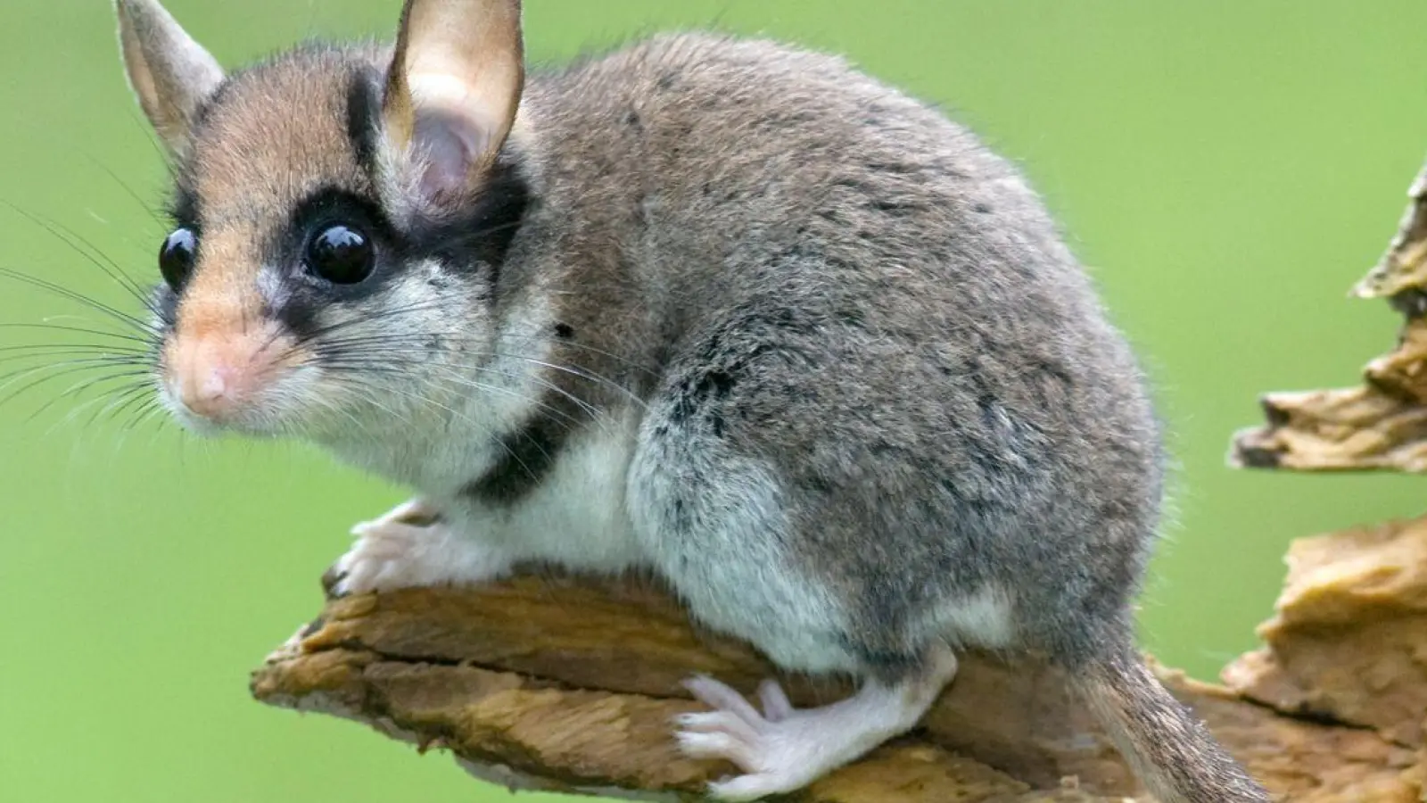 Die Lebensräume des Gartenschläfers werden kleiner. (Foto: Jiří Bohdal/naturfoto.cz/dpa)