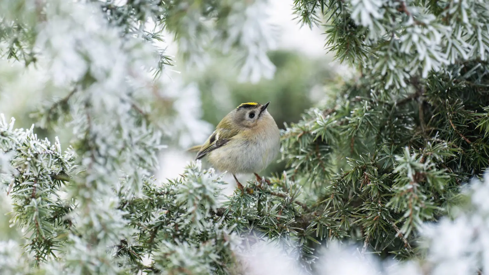 Frostig - aber wenig Aussicht auf Schnee.  (Foto: Silas Stein/dpa)
