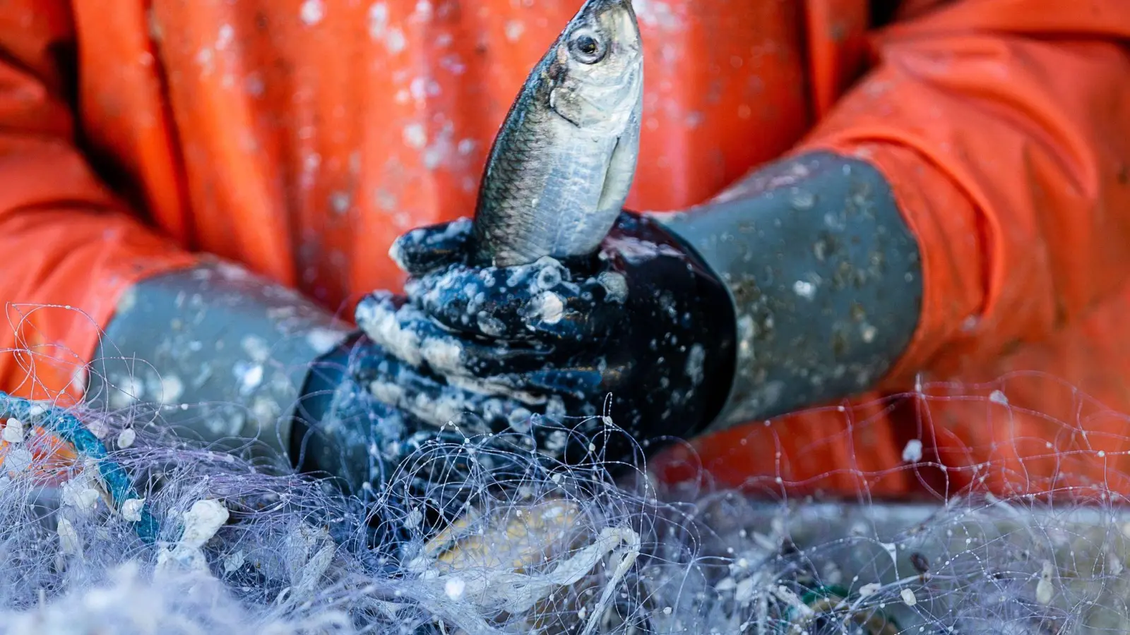 Ein Fischer pult im Hafen frisch gefangene Heringe aus den Stellnetzen. (Foto: Jens Büttner/dpa-Zentralbild/dpa)