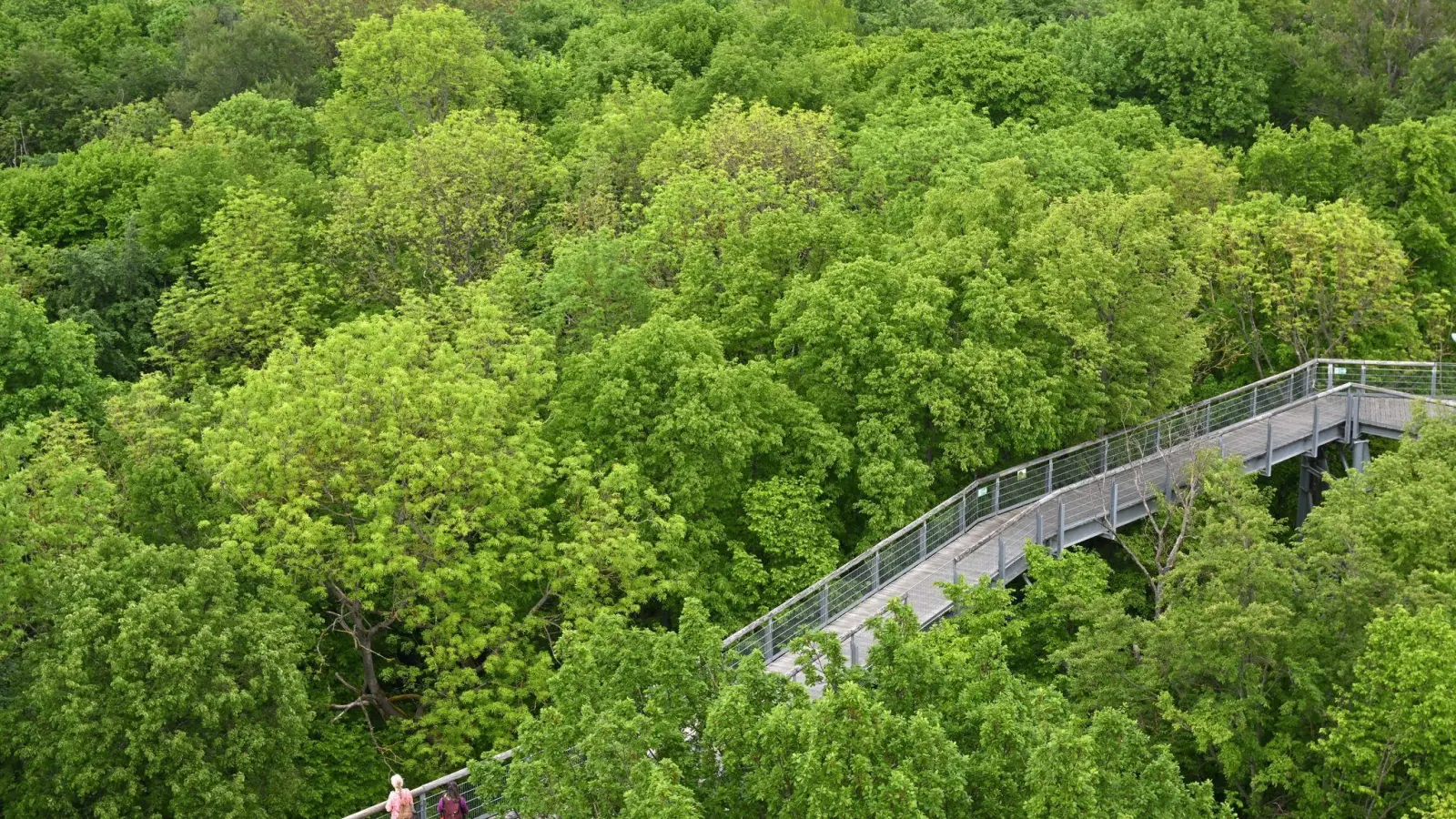 Besucher gehen über den Baumkronenpfad im Nationalpark Hainich unweit von Bad Langensalza. Der Nationalpark gehört seit 2011 zur Welterbestätte „Buchenurwälder der Karpaten und alte Buchenwälder Deutschlands“. (Foto: Martin Schutt/dpa)