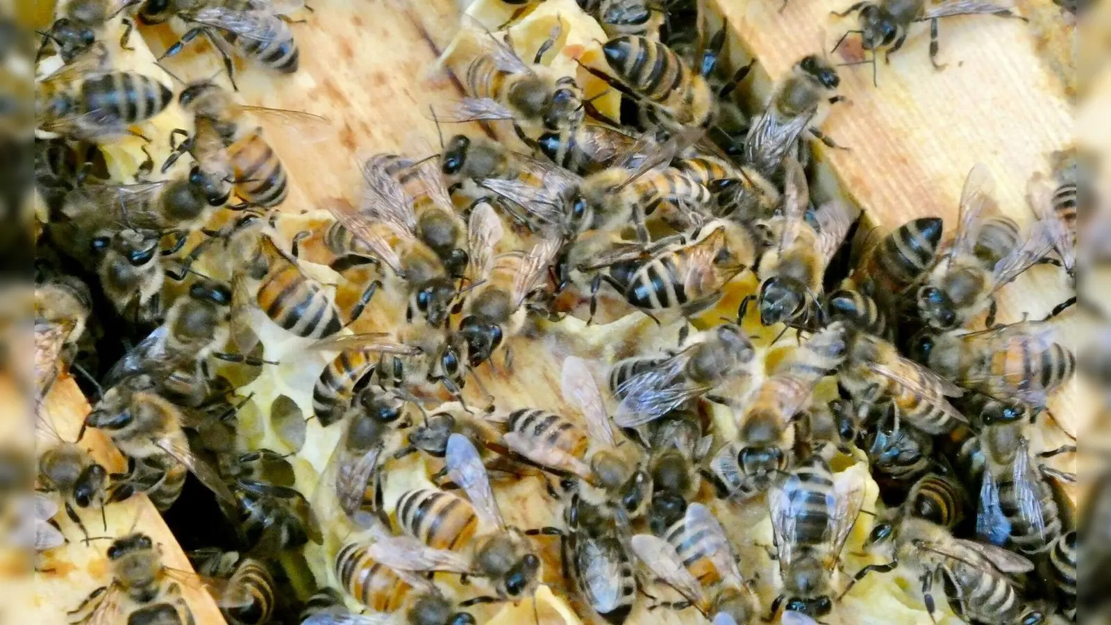 Die Bienen sind immer in Bewegung. (Archivbild) (Foto: Alina Grünky/dpa)