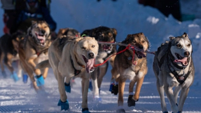 Die Hunde des Teams von Riley Dyche beim Start des Iditarod Trail Hundeschlittenrennens in Anchorage. (Foto: Loren Holmes/Anchorage Daily News via AP/dpa)