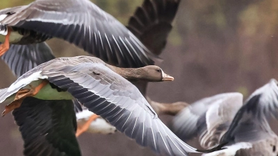 Der Geflügelpest-Erreger wurde bei einer Wildgans im Landkreis Ansbach nachgewiesen. (Symbolbild: Oliver Berg/dpa)