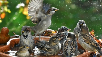 Badespaß im Garten: Auch Vögel freuen sich im Sommer über eine Möglichkeit zur Abkühlung. (Foto: Waltraud Grubitzsch/dpa)