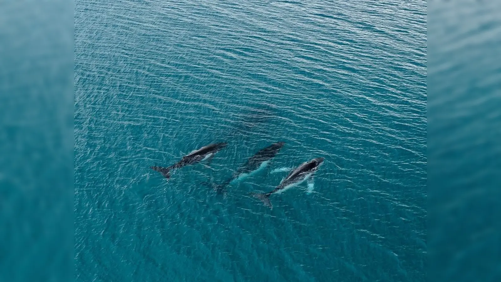 Forschende haben die Wanderung von Buckelwalen zwischen Gewässern östlich von Australien und Brasilien dokumentiert, bei denen Tiere mehr als 14.000 Kilometer zurücklegten. (Foto: -/Pacific Whale Foundation/dpa)