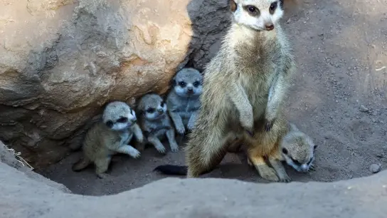 Die Mama und ihr Nachwuchs. (Foto: Zoo Leipzig/dpa)