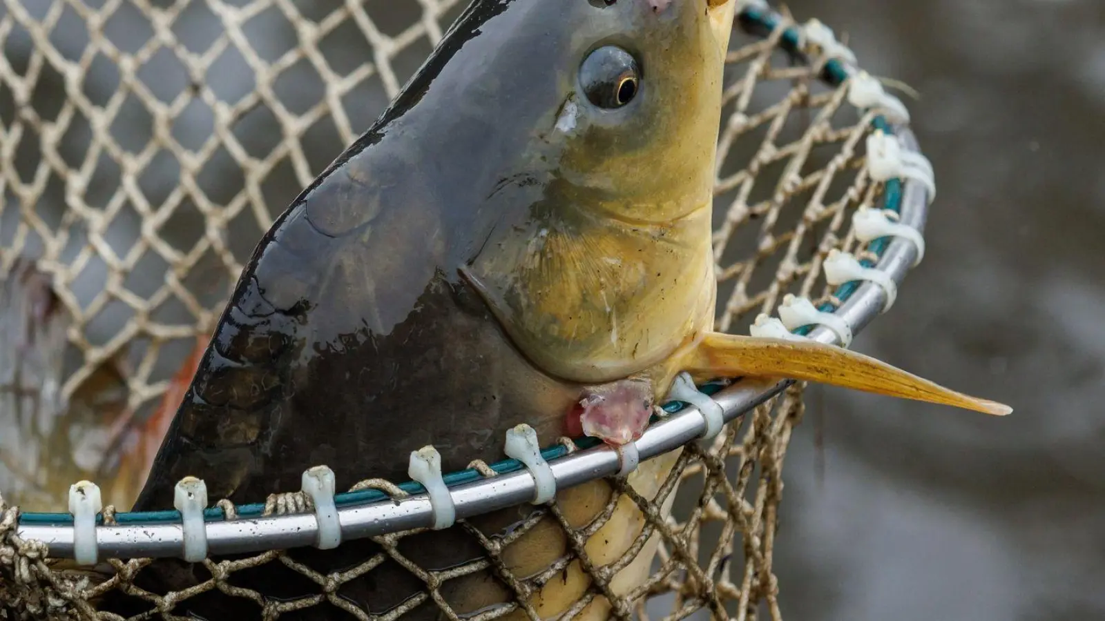 Ein Karpfen liegt beim Abfischen eines Teiches in einem Kescher. (Foto: Daniel Karmann/dpa/Symbolbild)