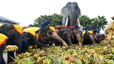 Ein Festmahl für die Elefanten in Pattaya. (Foto: Rachen Sageamsak/XinHua/dpa)