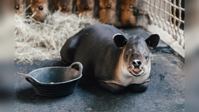 Tapir Mattheo erkundet jetzt das umgestaltete Nashornhaus des Tierparks.  (Foto: Stephan Schumann/Tierpark Hellabrunn/dpa)