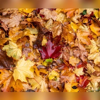Das Wetter in Bayern zeigt sich weiter herbstlich. (Archivbild) (Foto: Daniel Vogl/dpa)