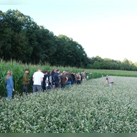 Im Buchweizenfeld: Am Feldtag in Triesdorf, Ende Juli, wurden die angebauten Sorten genau begutachtet und Erfahrungen ausgetauscht. (Foto: Michael Norys)