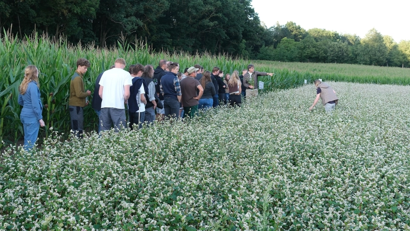 Im Buchweizenfeld: Am Feldtag in Triesdorf, Ende Juli, wurden die angebauten Sorten genau begutachtet und Erfahrungen ausgetauscht. (Foto: Michael Norys)