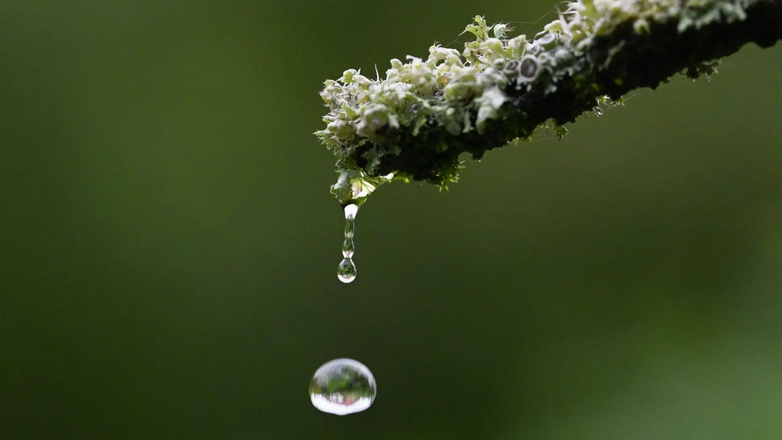 Ein Regentropfen fällt von einer Pflanze. (Foto: Bernd Weißbrod/dpa/Symbolbild)