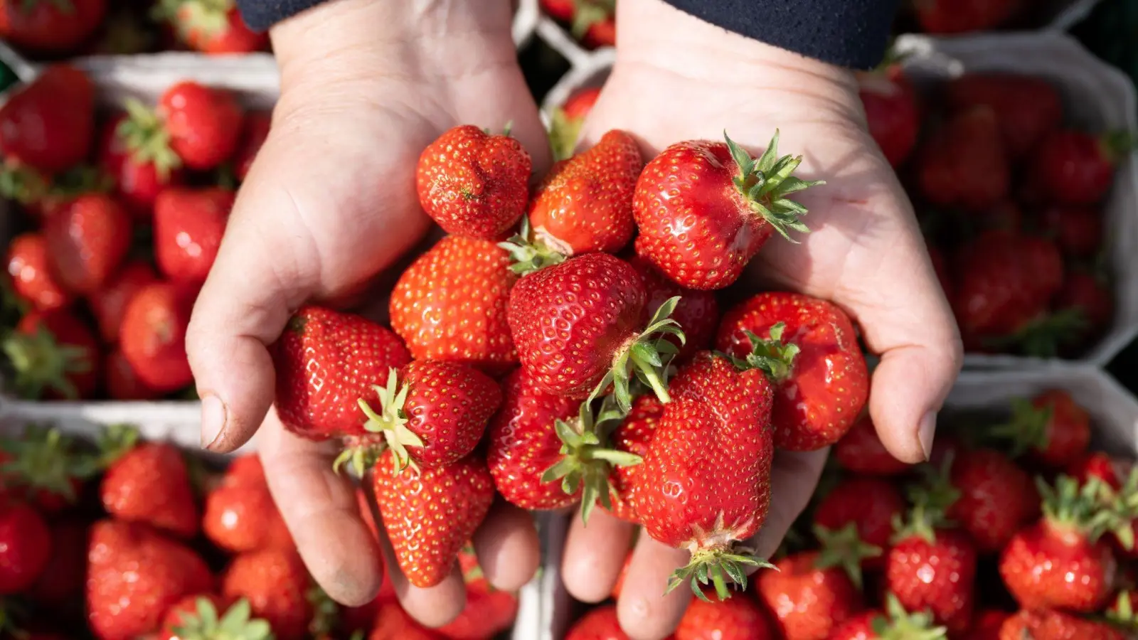 Eine Erntehelferin hält zahlreiche frisch gepflückte Erdbeeren in ihren Händen. (Foto: Sebastian Kahnert/dpa)