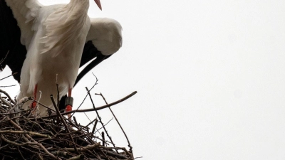 Ein Storch steht auf einem Horst und hält Ausschau. (Foto: Pia Bayer/dpa)