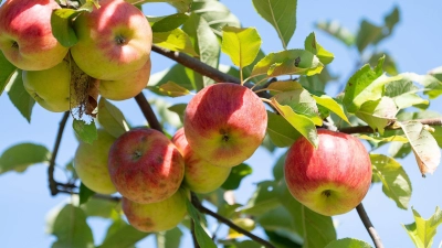 Für die regionale Saftmarke „Hesselberger” wurden zwei neue Produktionspartner gefunden. In dem guten Obstjahr gab es deshalb zumindest zwei Annahmetermine von Streuobst.  (Archivbild: Sebastian Gollnow/dpa)