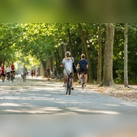 Stadtbäume sind „Alleskönner”: Sie speichern klimaschädliches Kohlendioxid, liefern Sauerstoff, kühlen und reinigen die Luft, spenden Schatten an heißen Tagen, dämpfen Umgebungslärm, beherbergen Eichhörnchen, Grünspecht und Co. und – sie tun uns einfach gut! (Foto: Misign/BN)