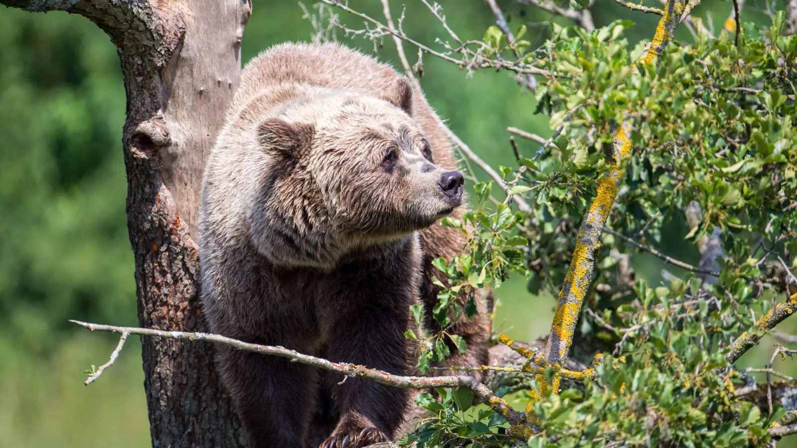 Zuletzt waren Hinweise auf Braunbären in Bayern nicht offiziell bestätigt worden. (Symbolbild) (Foto: Lino Mirgeler/dpa)