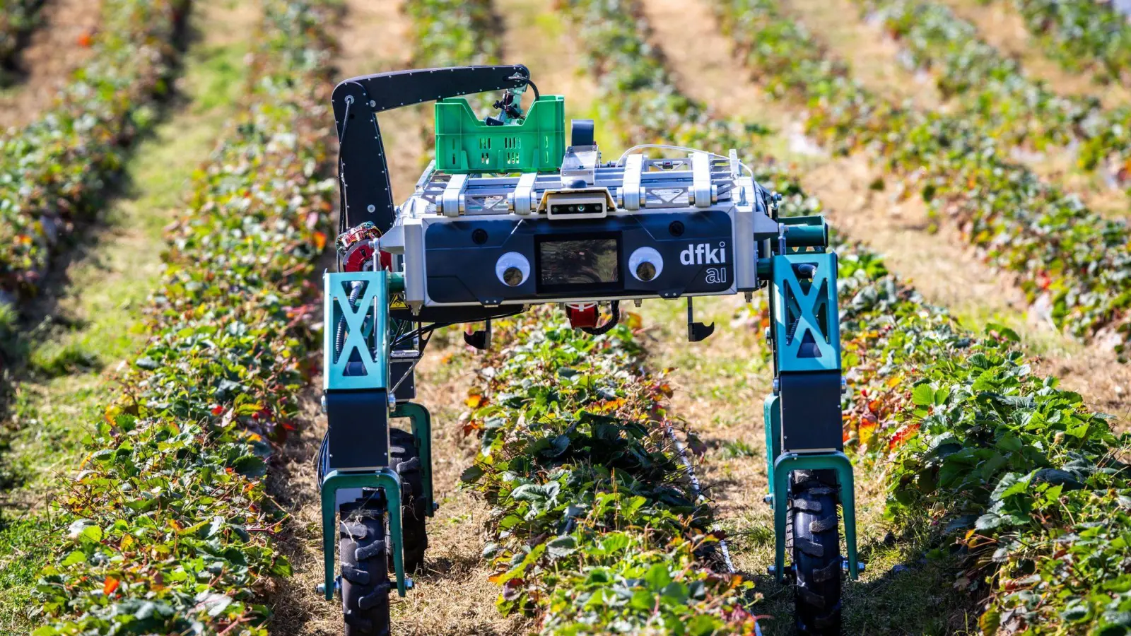 Auch in der Landwirtschaft wird KI schon genutzt beziehungsweise erprobt, wie hier bei der Erdbeerernte. (Archivbild) (Foto: Jens Büttner/dpa)