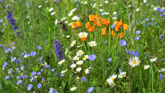 In Windsbach sollen weitere Blühflächen als Beitrag zum Artenschutz entstehen. (Foto: Jim Albright)