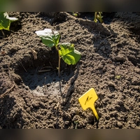 Grüner Nachwuchs: Aus jungen Trieben lassen sich im Sommer und Herbst mit wenigen Handgriffen neue Pflanzen ziehen. (Foto: Christin Klose/dpa-tmn)