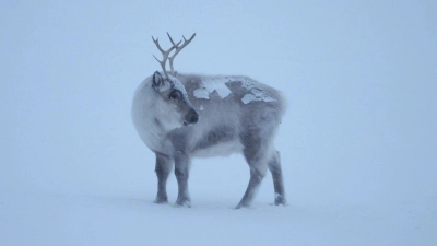 Die Klimakrise trifft die Spitzbergen-Rentiere, die als die „Gefährten des Weihnachtsmanns“ gelten. (Foto: Steffen Trumpf/dpa)