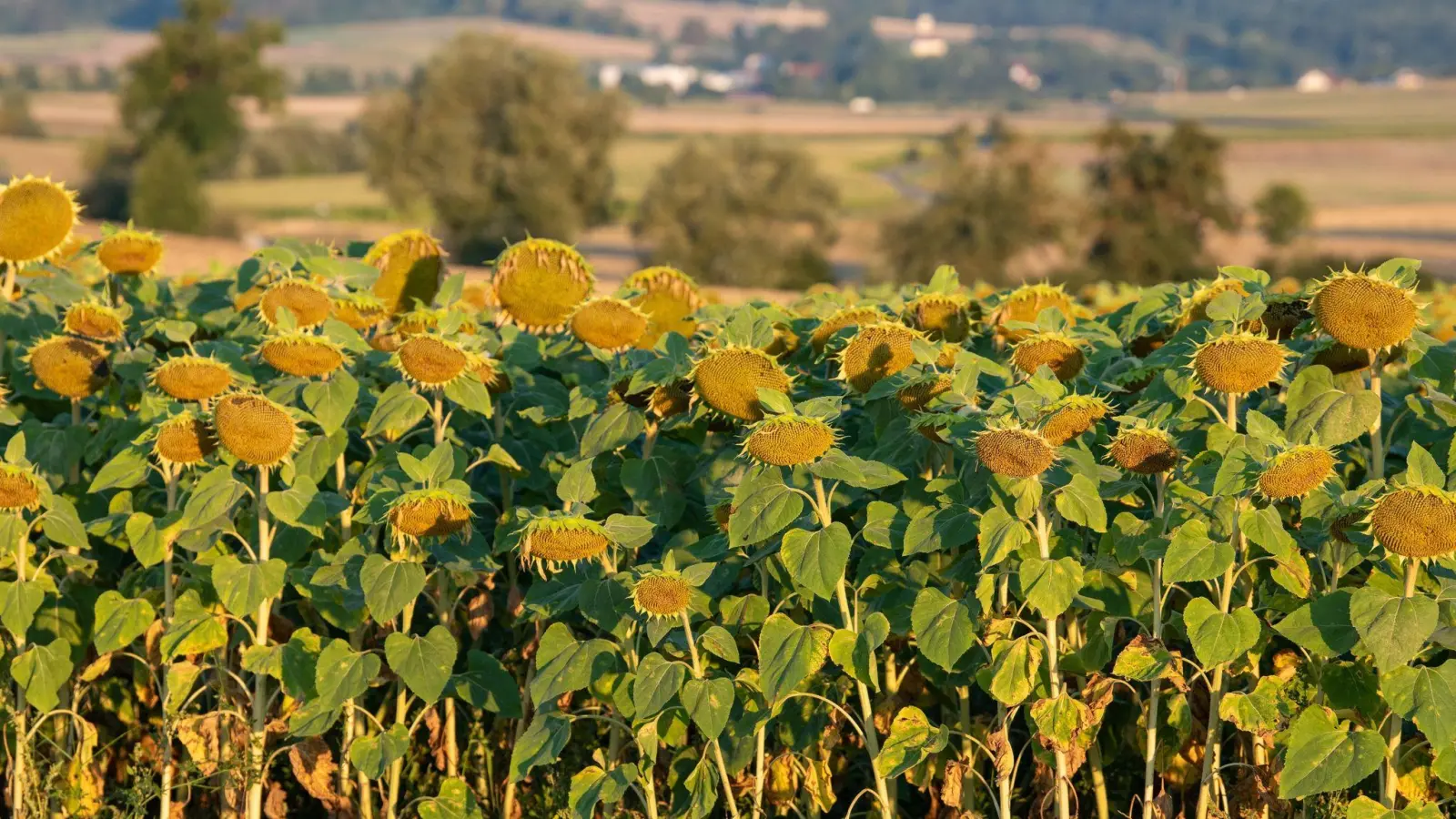Sonnenblumen stehen auf einem Feld. (Foto: Stefan Puchner/dpa)