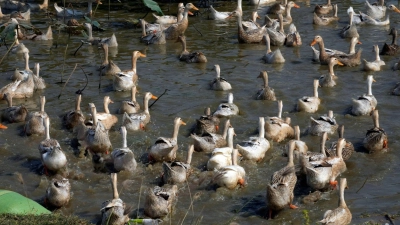 Derzeit grassiert die größte jemals dokumentierte Vogelgrippewelle, die vor allem bei Wasservögeln wie Enten auftritt. (Foto: Heng Sinith/AP/dpa)