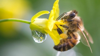 Bienen bestäuben in Dornburg in einem Versuchszelt Rapspflanzen. (Foto: Michael Reichel/dpa-Zentralbild/dpa)