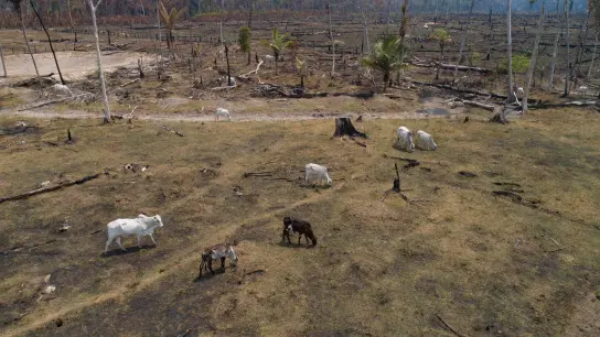 Rinder grasen auf einem verbrannten und abgeholzten Feld nahe Canutama in Brasilien. (Foto: Andre Penner/AP/dpa)