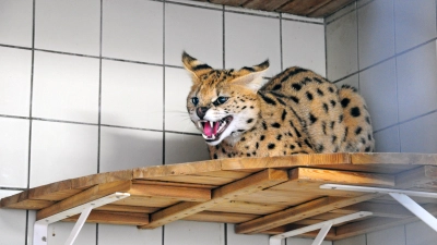 Insgesamt neun Tiere leben aktuell im Raubtier- und Exotenasyl in Wallersdorf. Unter den Bewohnern ist zum Beispiel der Serval Bagheera zu finden. (Archivbild: Jonas Volland)