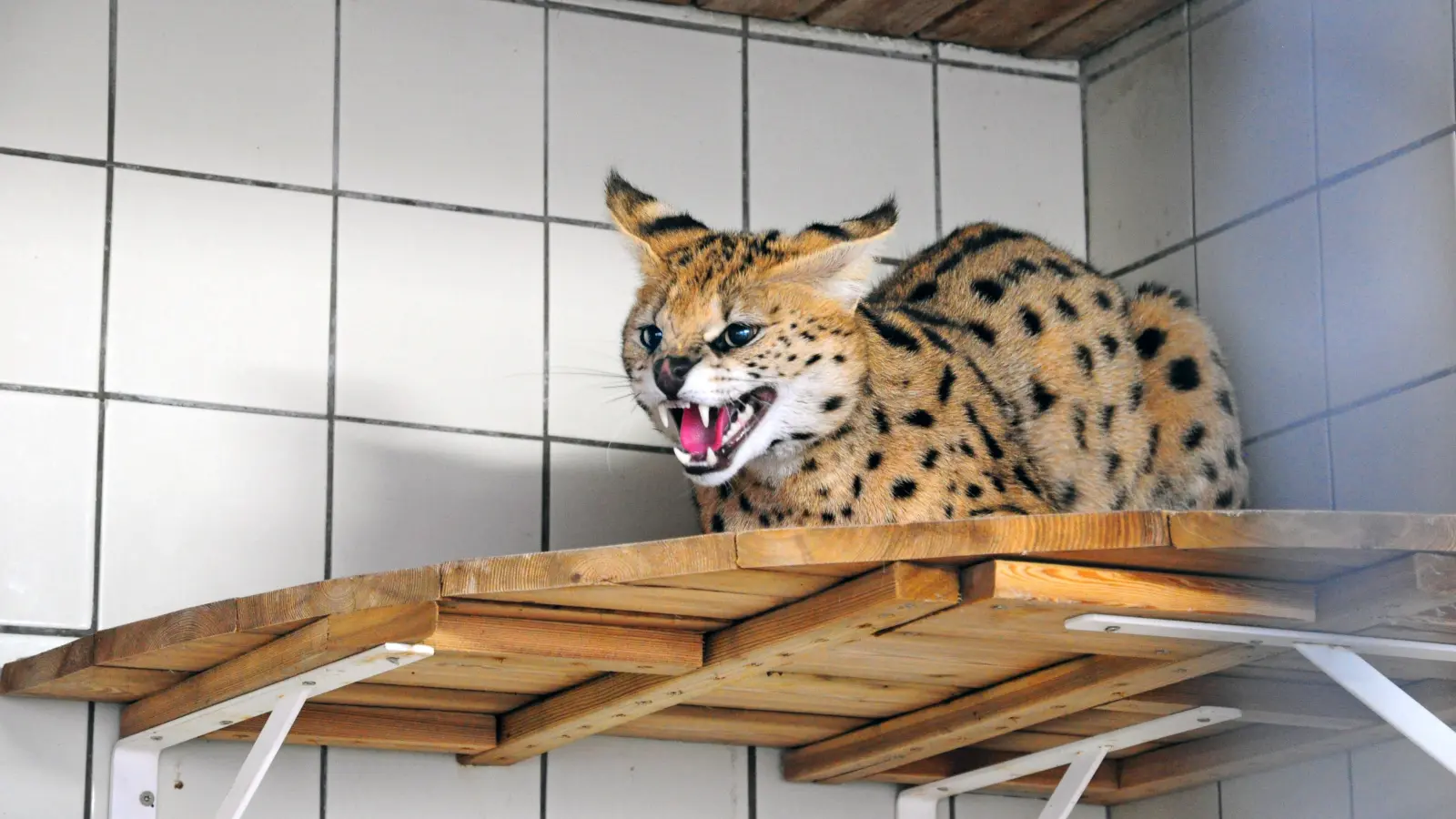 Insgesamt neun Tiere leben aktuell im Raubtier- und Exotenasyl in Wallersdorf. Unter den Bewohnern ist zum Beispiel der Serval Bagheera zu finden. (Archivbild: Jonas Volland)