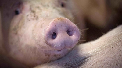 Das staatliche Tierhaltungslogo wird zunächst für Schweinefleich gelten. (Foto: Sina Schuldt/dpa)