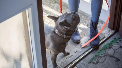 Wenn ein Tier, wie die Französische Bulldogge, in einem Tierheim abgegeben wird, kann es viele Gründe haben: plötzliche Allergie, zu viel Arbeit oder zu wenig Geld. (Foto: Christin Klose/dpa-tmn)