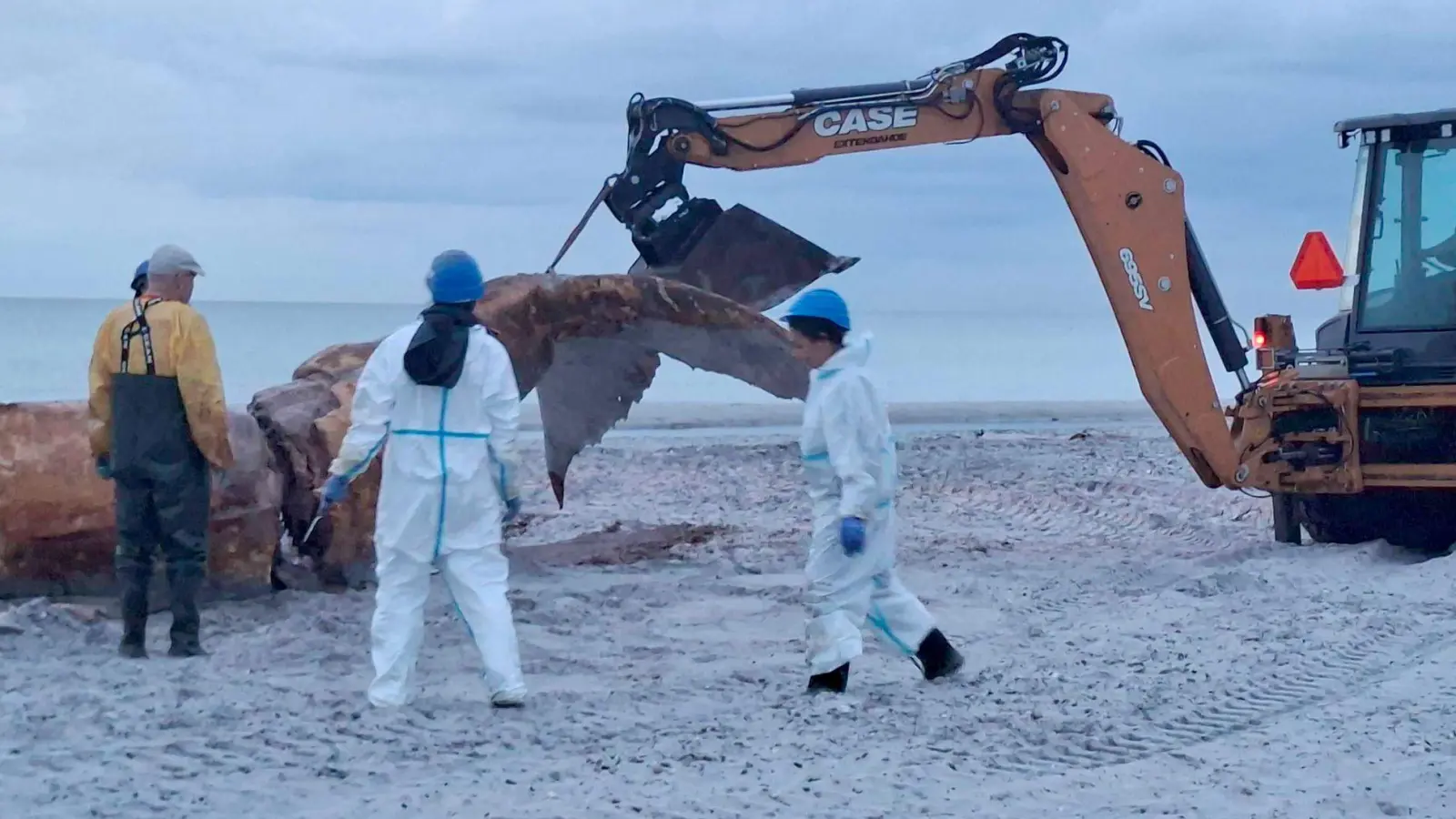 Ein Bagger hievte immer wieder Teile des Wals in Richtung der Container.  (Foto: Kai Moorschlatt/dpa)