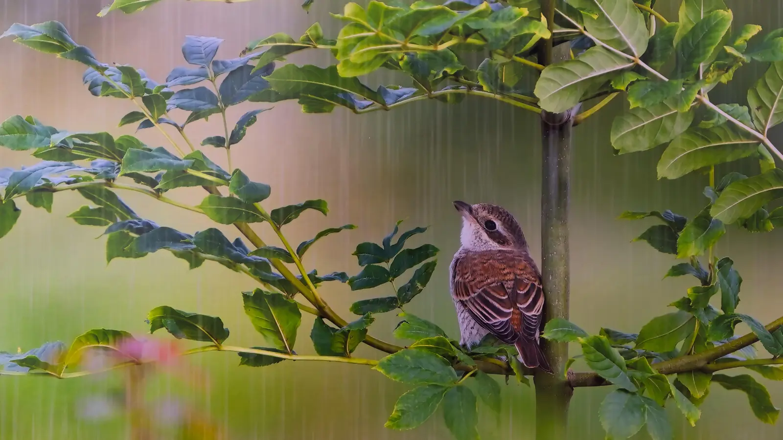 „Wildlife” von Michael Walter, ein Beitrag der Film- und Fotofreunde Oettingen. (Repro: Martin Stumpf)