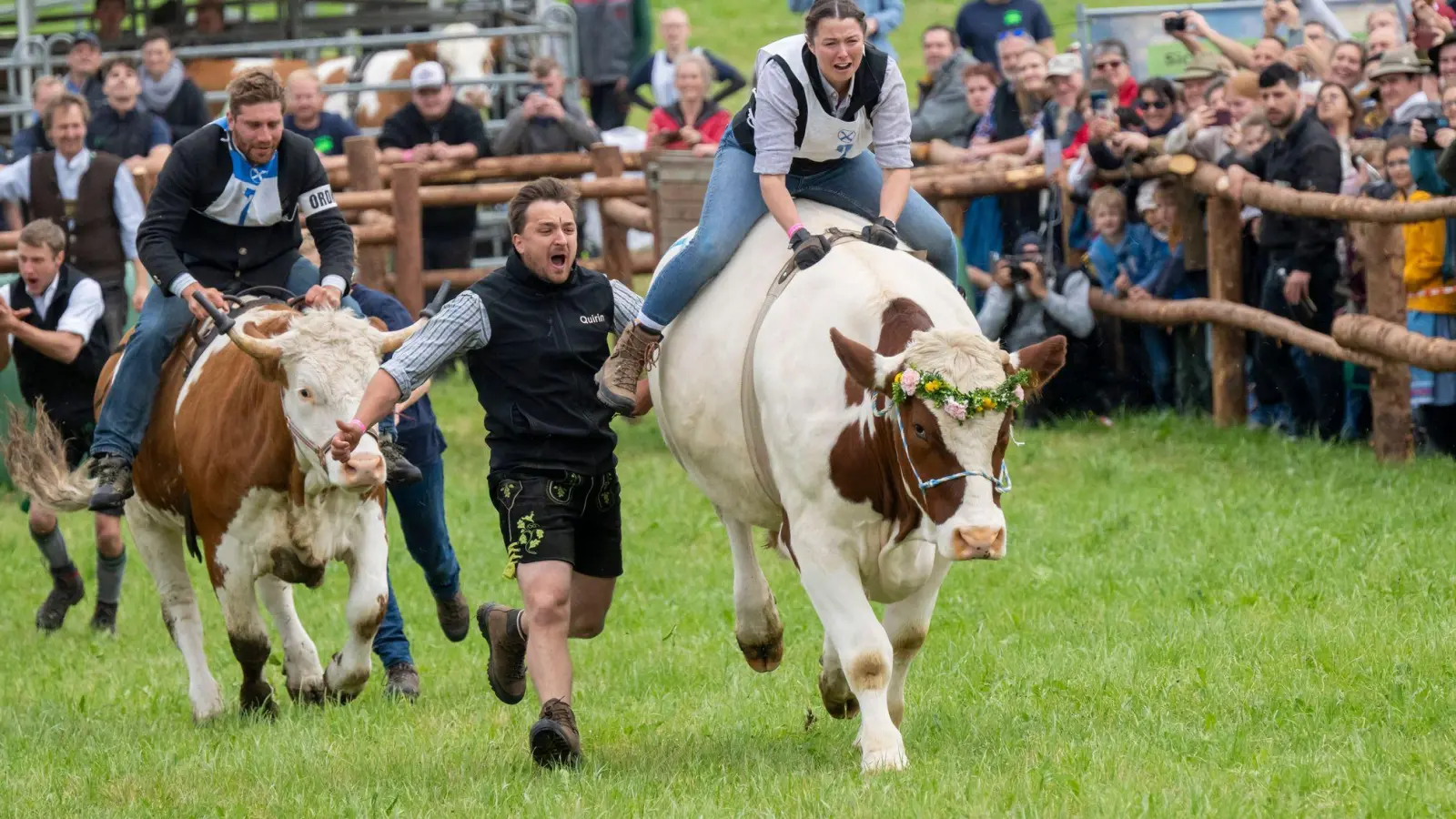 Los gehts im Rindergalopp: Die Ochsen Simmerl (l) und Ferdinand (r) mit ihren Reitern Leonhard Wagner (l) und Vroni Stürzer (r) beim 1. Hadorfer Ochsenrennen. (Foto: Peter Kneffel/dpa)