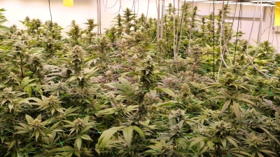 Cannabis so weit das Auge reicht: Seit dem Cannabis-Gesetz darf es unter Auflagen legal angebaut werden. (Symbolbild) (Foto: Jörn Hüneke/dpa)