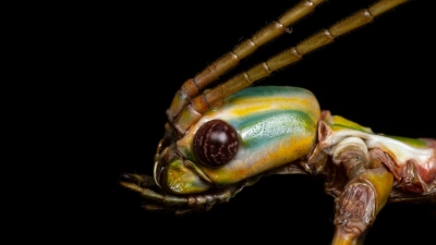 Die Tiere können Pflanzenteile wie Äste oder Blätter nachahmen, um sich zu tarnen. (Handout) (Foto: Braxton Jones/University of Sydney/dpa)
