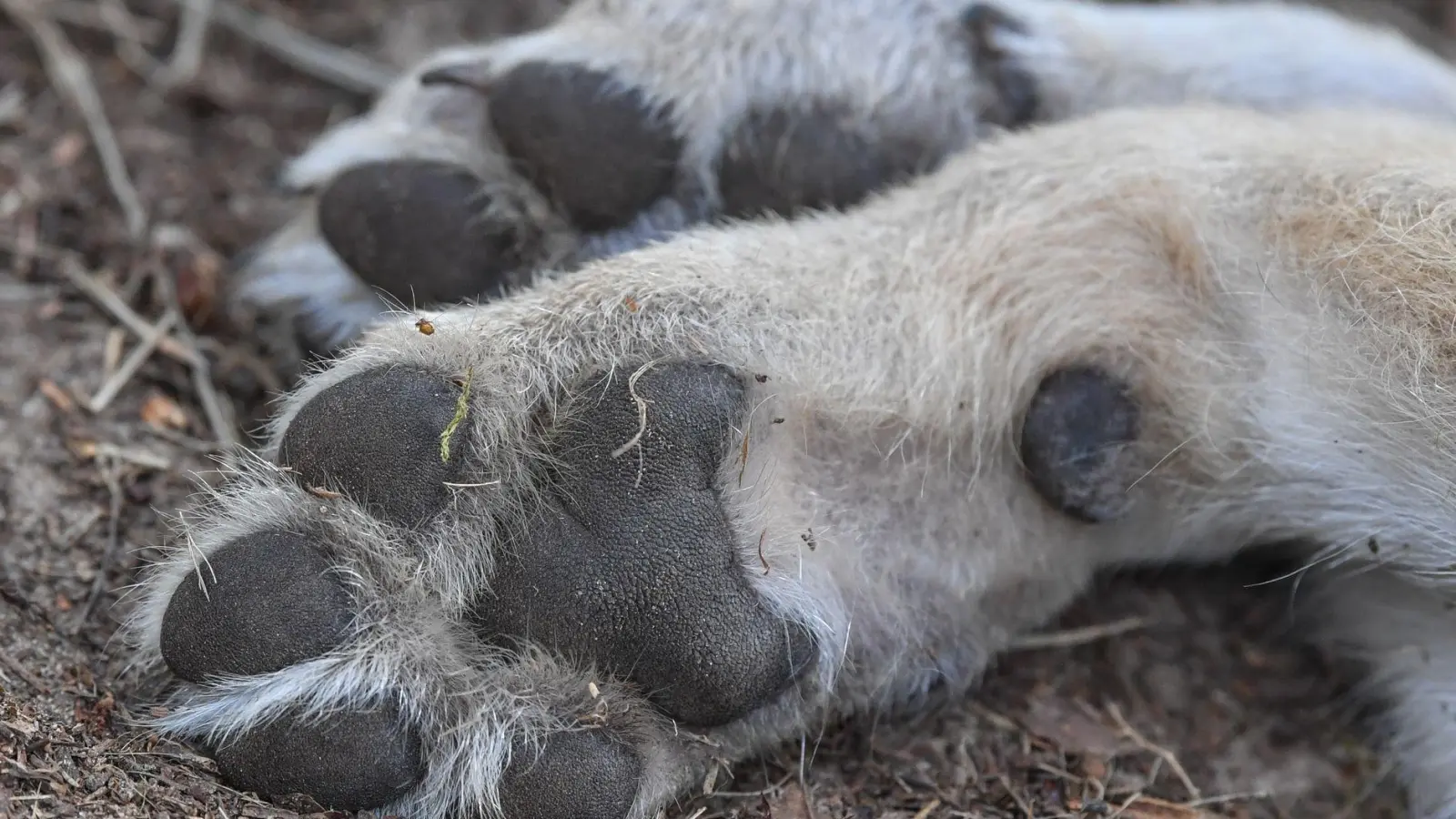 Mitte Oktober fand ein Zeuge den toten Wolf im Wald. (Symbolbild) (Foto: Patrick Pleul/dpa)