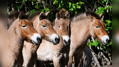 Die im natürlichen Lebensraum als lange Zeit ausgestorben gegoltenen Przewalski-Pferde im Tierpark Berlin. (Foto: Jens Kalaene/dpa)