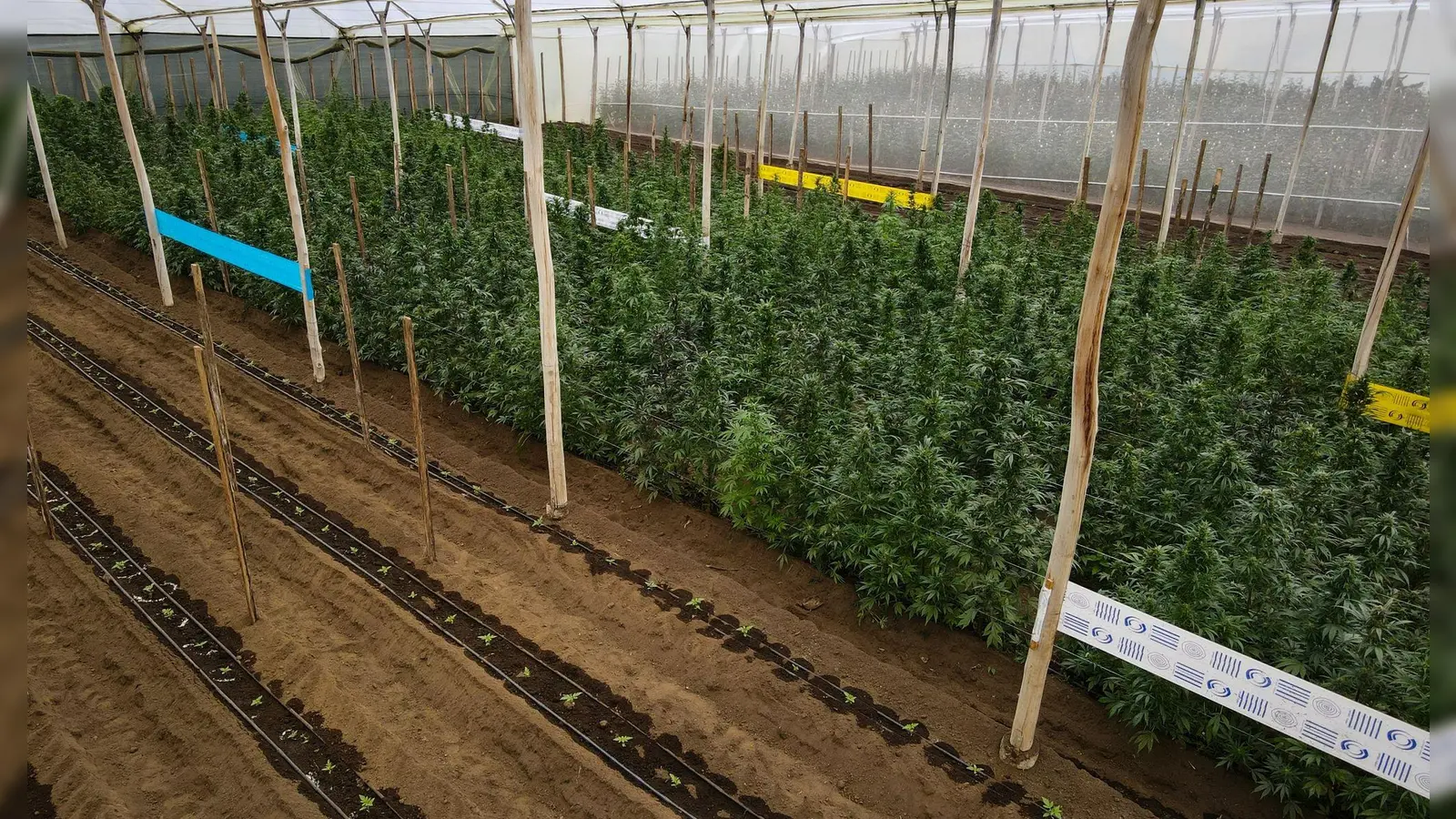 Cannabispflanzen in einem Gewächshaus in Ecuador, in dem Cannabis für medizinische Zwecke angebaut wird. (Foto: David Diaz ARcos/dpa)