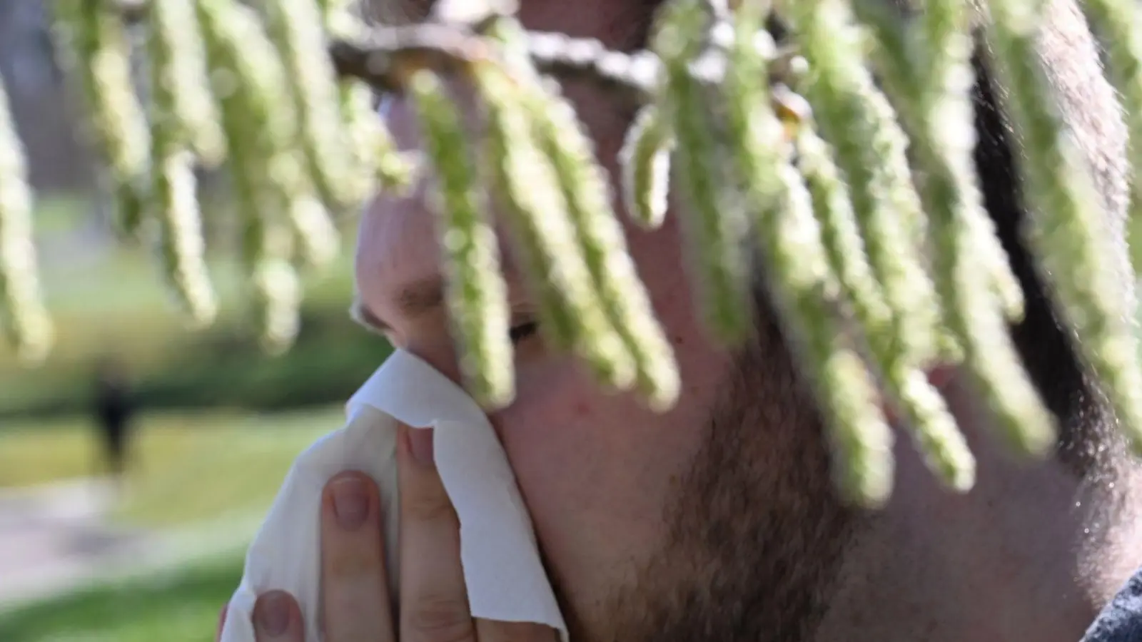 Birkenpollen sind nun auf dem Saisonhöhepunkt. (Symbolbild) (Foto: Bernd Weißbrod/dpa)
